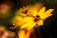 RSP_7968