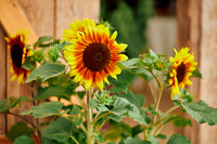 SB2021_00100