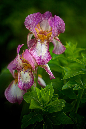 Iris