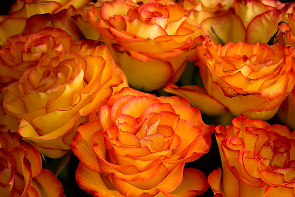 Roses_2