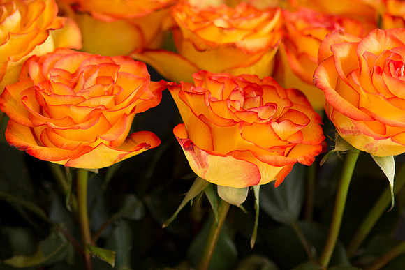 Roses_Full_crop_1