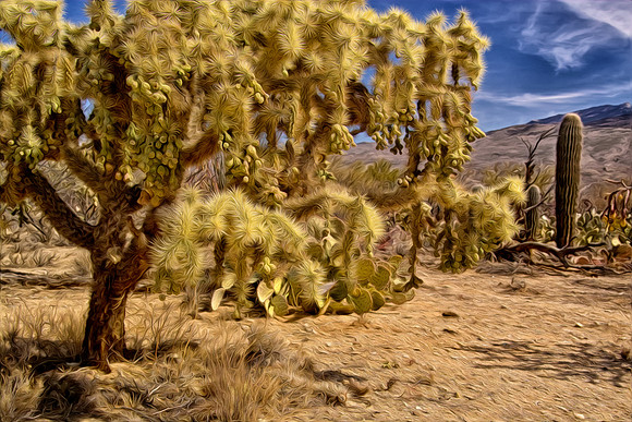 Cholla Cactus_pb