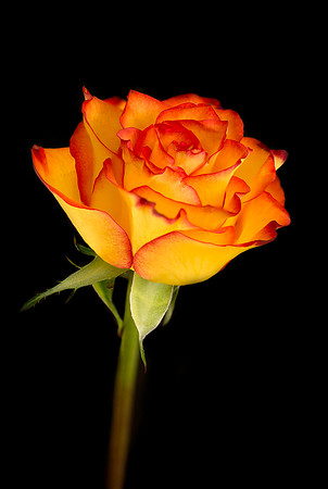 Rose_4