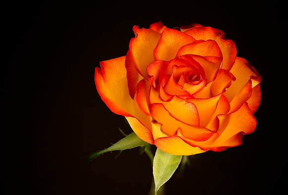 Rose_7
