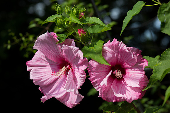 Hibiscus - IMG_0065